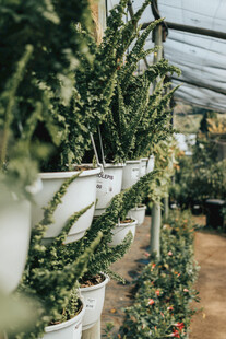 温室中的多彩盆栽植物