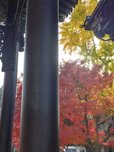 秋日亭下赏斑斓红叶