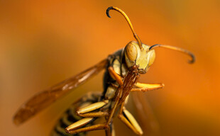 微距下的黄蜂特写