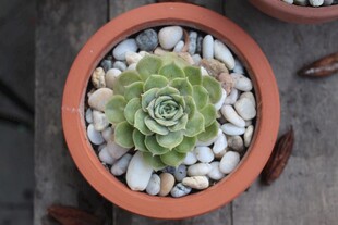 陶盆中的单株多肉植物