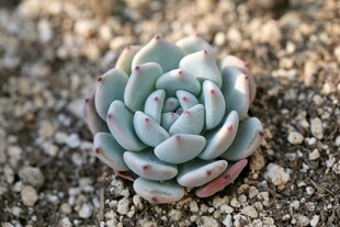 淡蓝多肉静卧沙石间