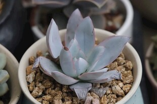 精致盆栽多肉植物特写