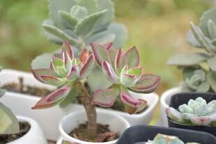 多彩多肉盆栽展示