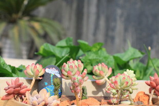 多彩多肉植物微景观