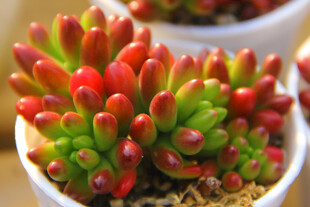 多彩多肉植物盆栽