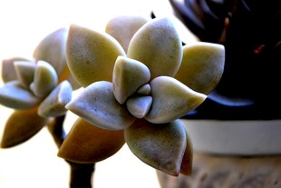 可爱多肉植物特写