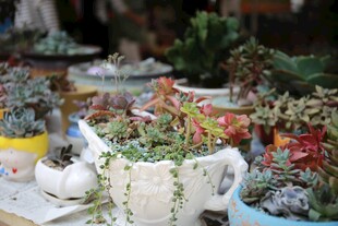 多彩多肉盆栽展示