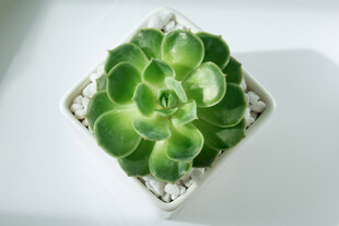 精致盆栽多肉植物特写