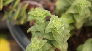 嫩绿清新的多肉植物