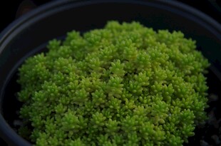 盆栽绿色苔藓植物