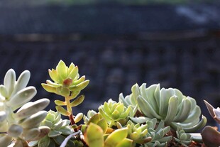 多彩多肉植物特写