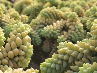 密集排列的多肉植物