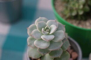 可爱多肉植物特写