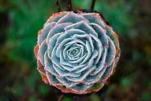 精致多肉植物特写