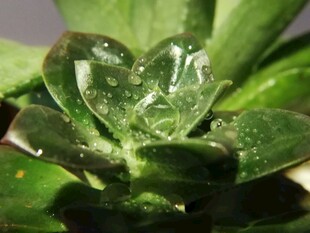 晶莹水珠点缀翠绿多肉
