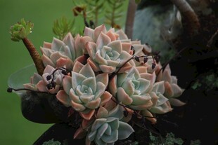 多彩群生多肉植物特写