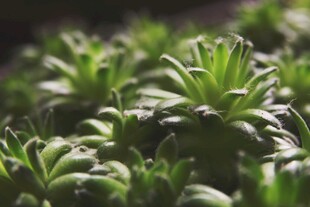 翠绿多肉植物特写