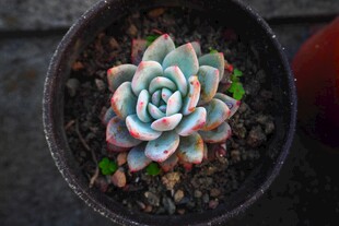 多彩盆栽多肉植物特写