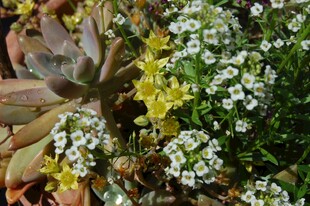 多彩花卉与多肉植物景观