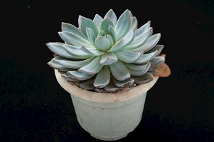 清新多肉植物盆栽