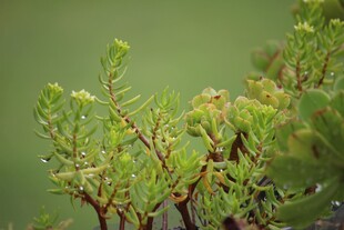 翠绿植物的枝干特写