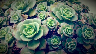 多彩多肉植物特写