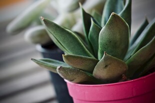 粉色花盆中的翠绿多肉植物