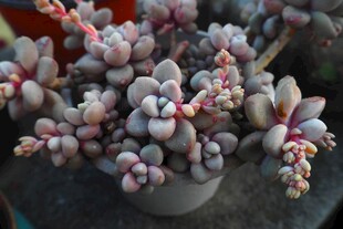 可爱多肉植物盆栽