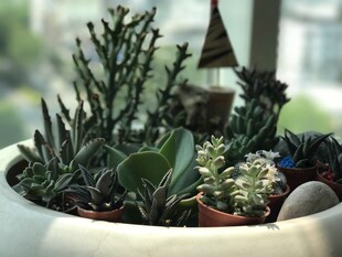 精致多肉盆栽小景