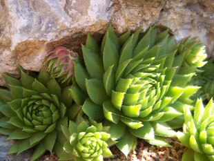 翠绿多肉植物特写