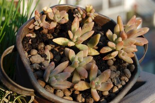 精致盆栽多肉植物展示