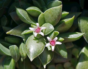 绿叶间绽放的粉色星状小花