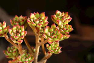 多彩多肉植物特写