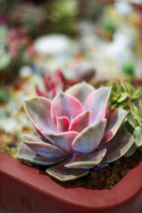 粉嫩多肉植物特写