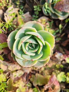 翠绿多肉植物特写