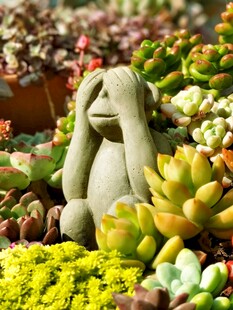 萌趣石猴伴多彩多肉植物