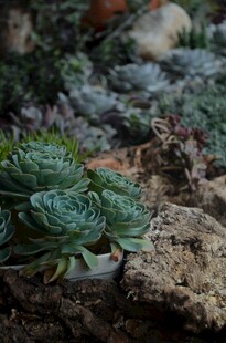 多肉植物生长于石间