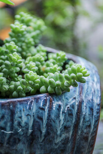 蓝盆中翠绿饱满的多肉植物