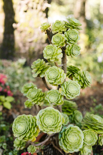 翠绿多肉植物特写