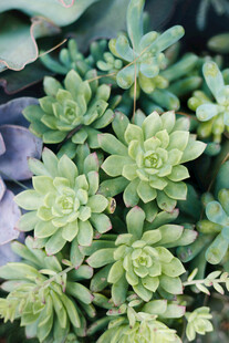 清新多肉植物特写