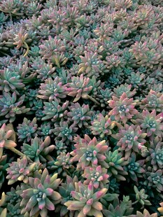 多彩多肉植物密集景观