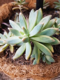 清新多肉植物盆栽