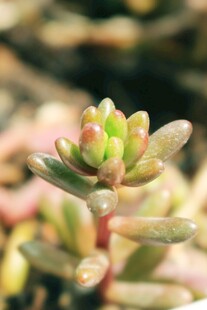 嫩绿多肉植物特写