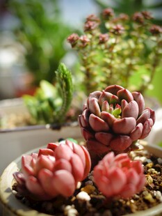 精致多肉盆栽展示