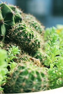 可爱仙人掌与多肉植物