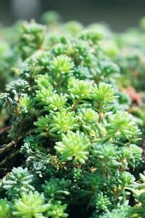 翠绿丛生的小型多肉植物