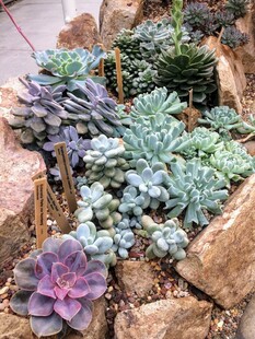 多彩多肉簇拥于石块间