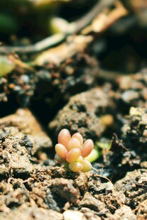 破土而出的多肉幼苗