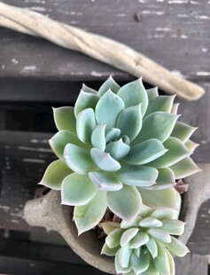 清新多肉植物盆栽