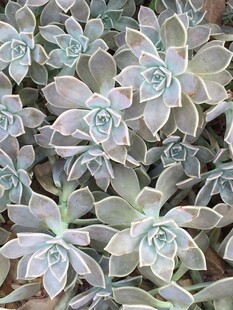 群生多肉植物特写